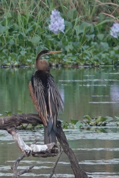 anhinga indomalajská - ML618140234