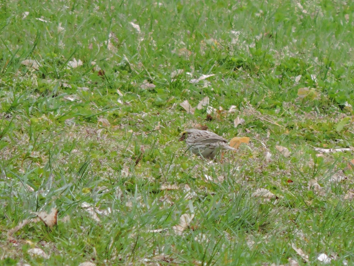 Savannah Sparrow (Ipswich) - ML618140242