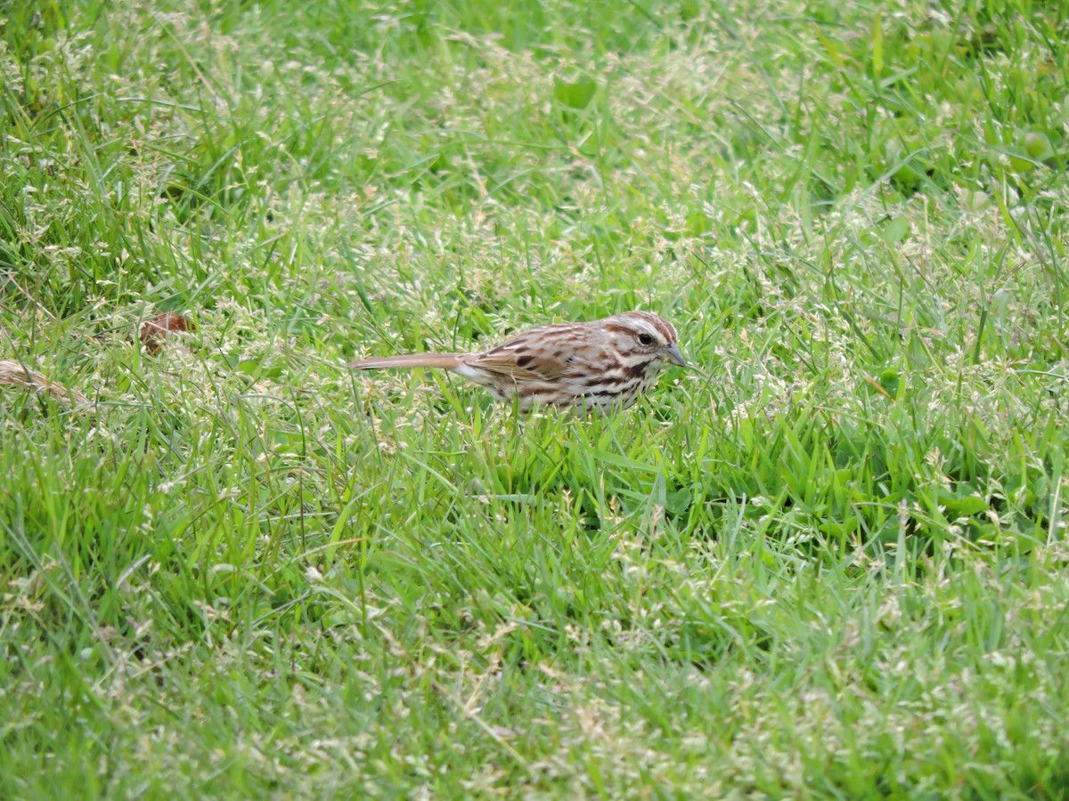 Song Sparrow - Luis Mendes