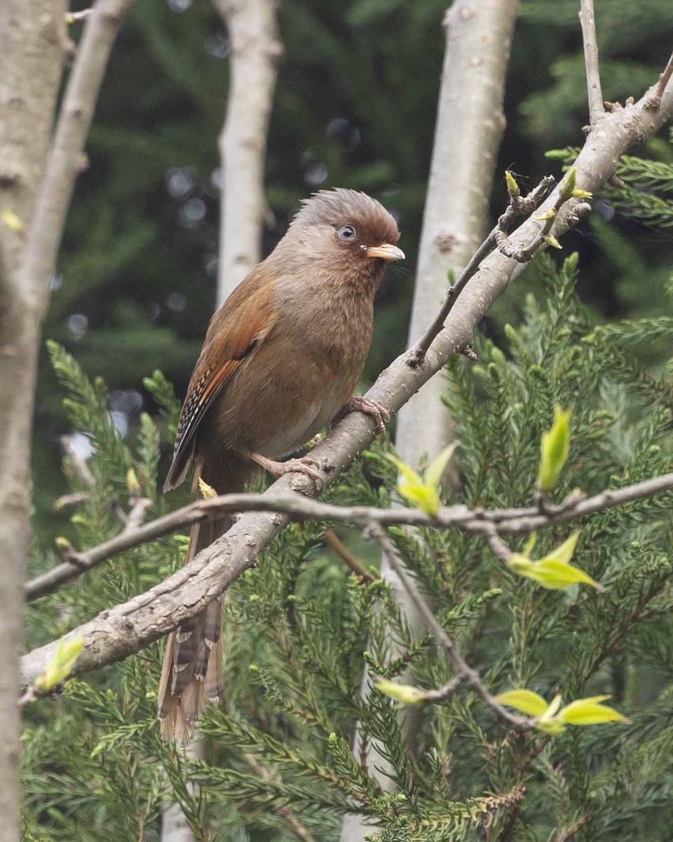 Rusty-fronted Barwing - Samanvitha Rao