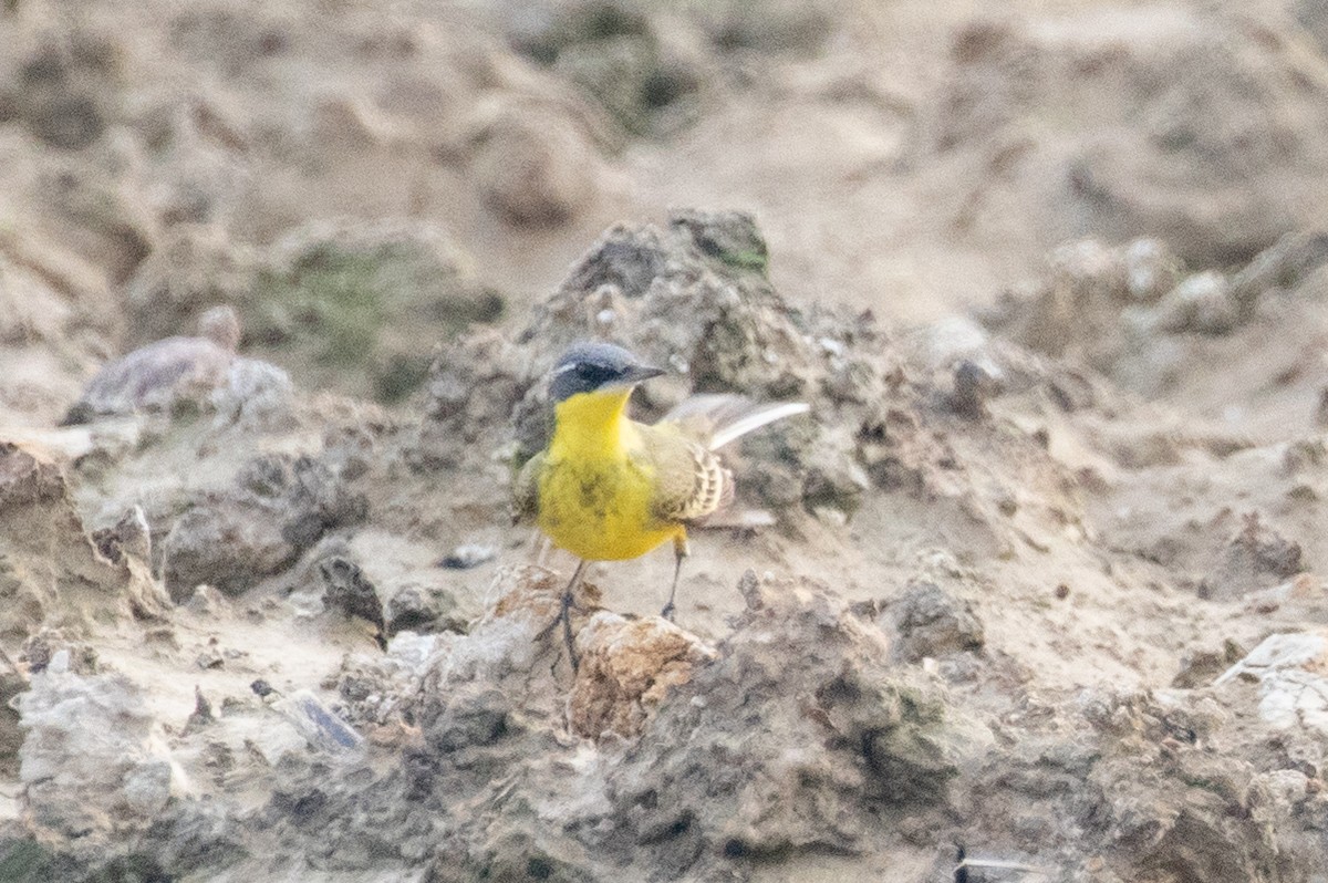 Eastern Yellow Wagtail - Xiaoni Xu