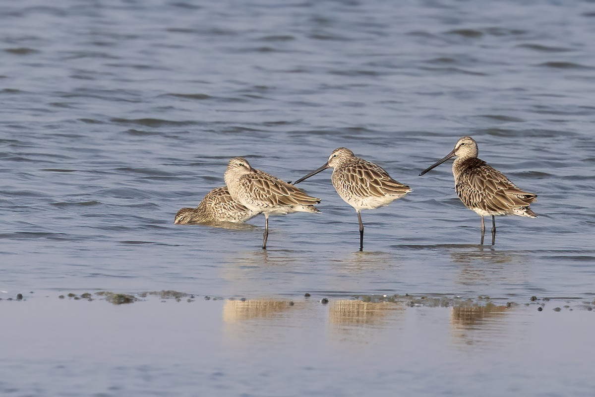 Asian Dowitcher - Niall D Perrins