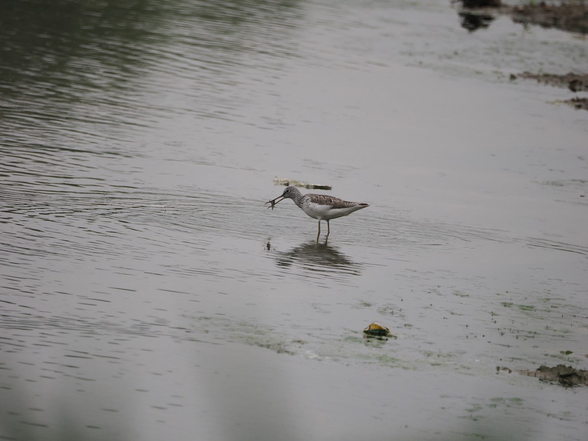 Common Greenshank - Yawei Zhang