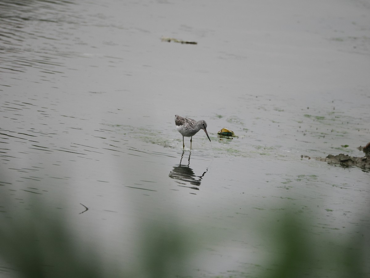 Common Greenshank - Yawei Zhang