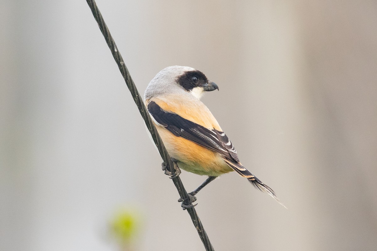 Long-tailed Shrike (schach) - ML618140300