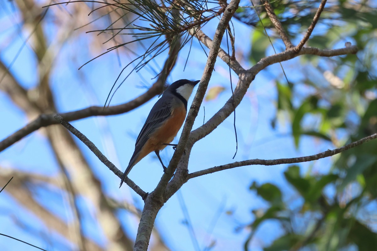 Rufous Whistler - Dennis Devers