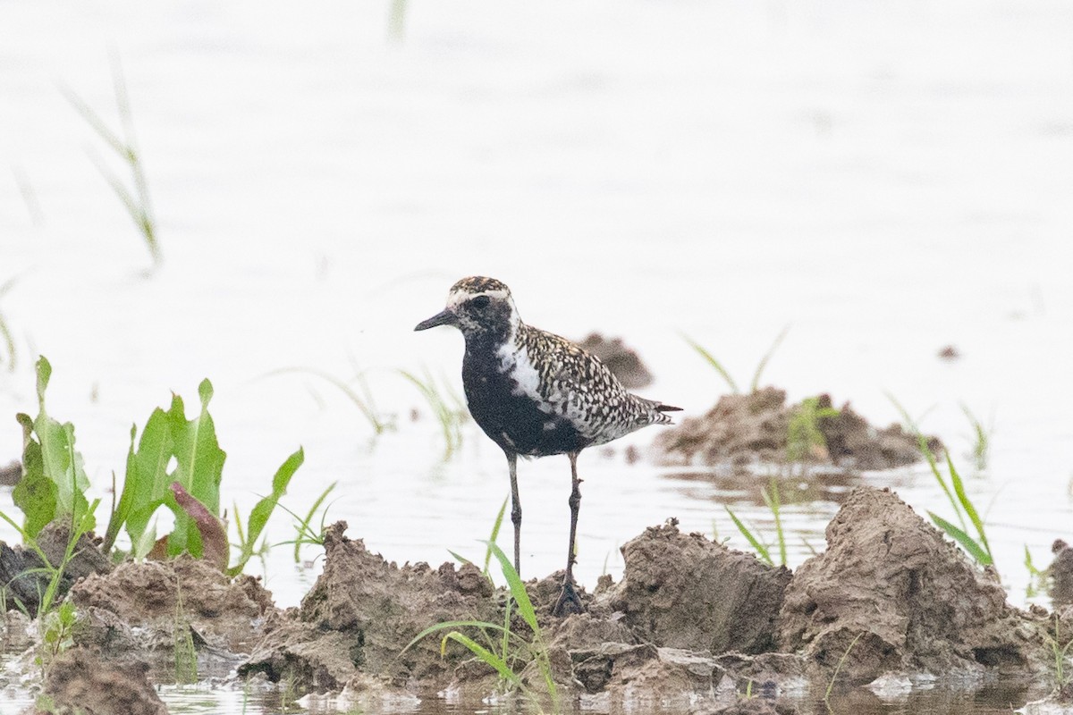 Pacific Golden-Plover - Xiaoni Xu