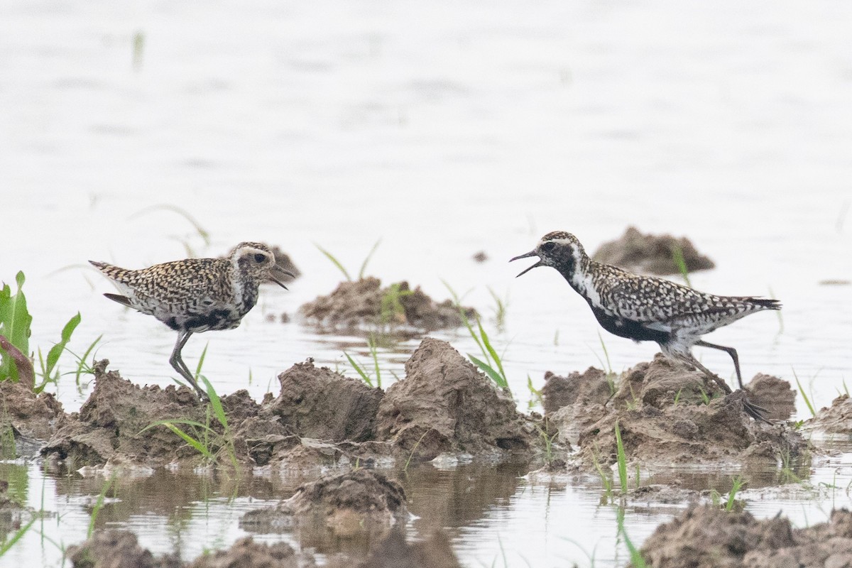 Pacific Golden-Plover - Xiaoni Xu