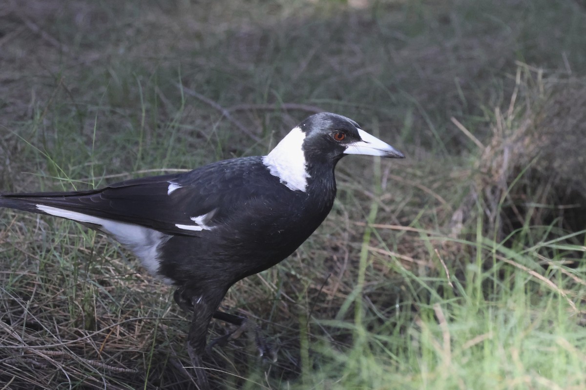 Australian Magpie - Dennis Devers