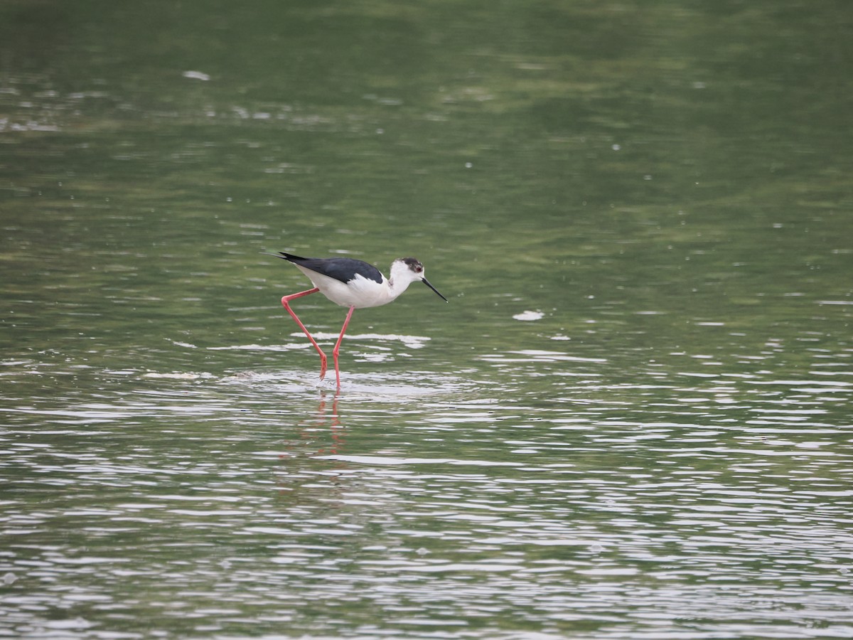 Black-winged Stilt - Yawei Zhang