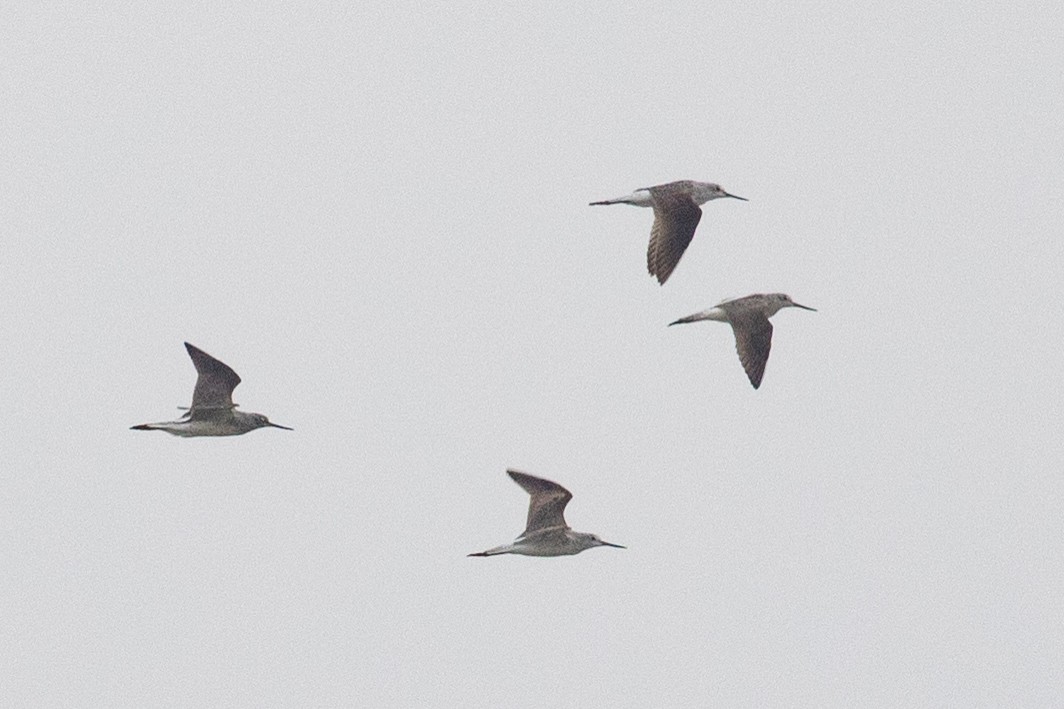 Common Greenshank - Xiaoni Xu