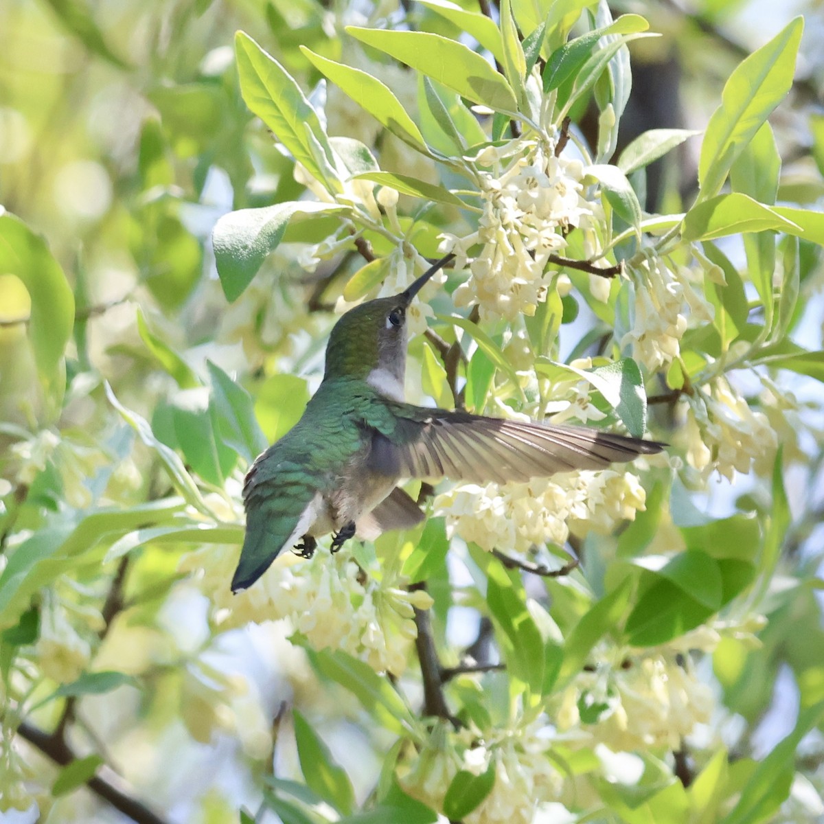 Ruby-throated Hummingbird - Parsley Steinweiss