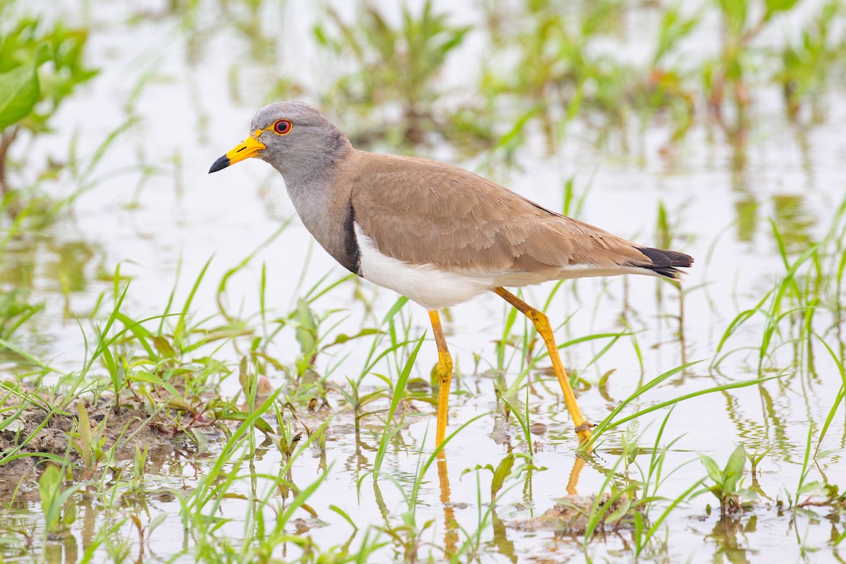 Gray-headed Lapwing - Xiaoni Xu