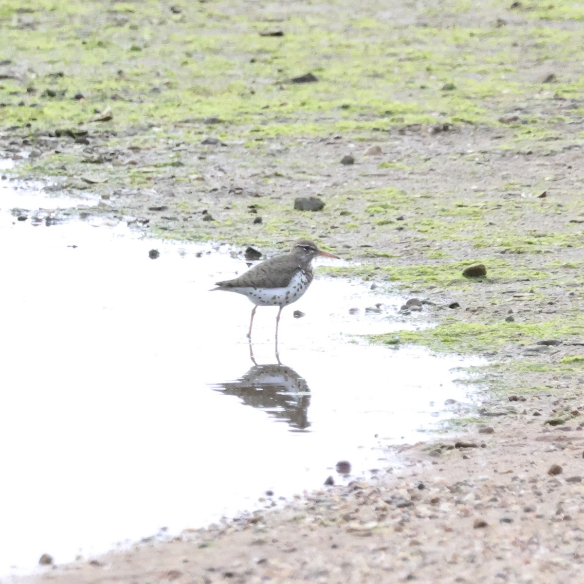 Spotted Sandpiper - Parsley Steinweiss