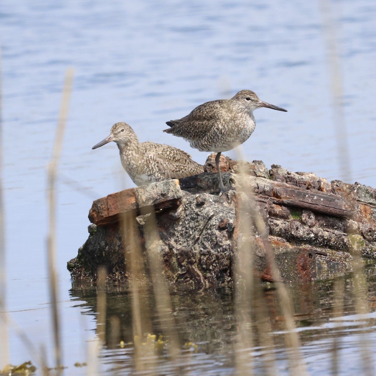 Willet - Parsley Steinweiss