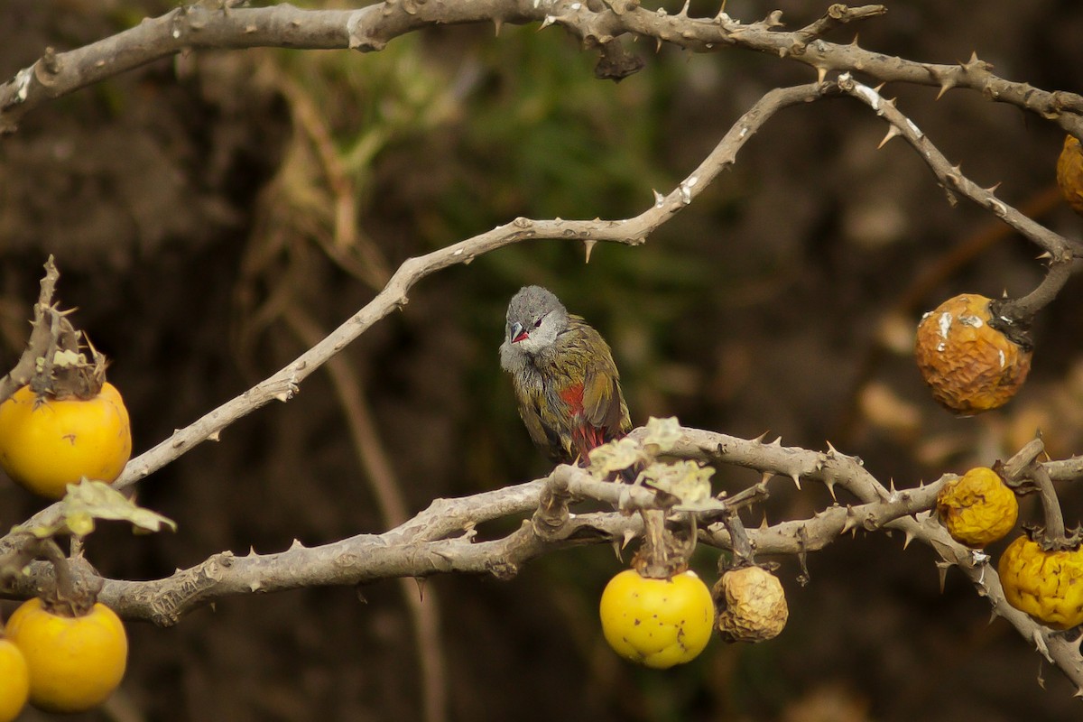 Yellow-bellied Waxbill - Morten Lisse