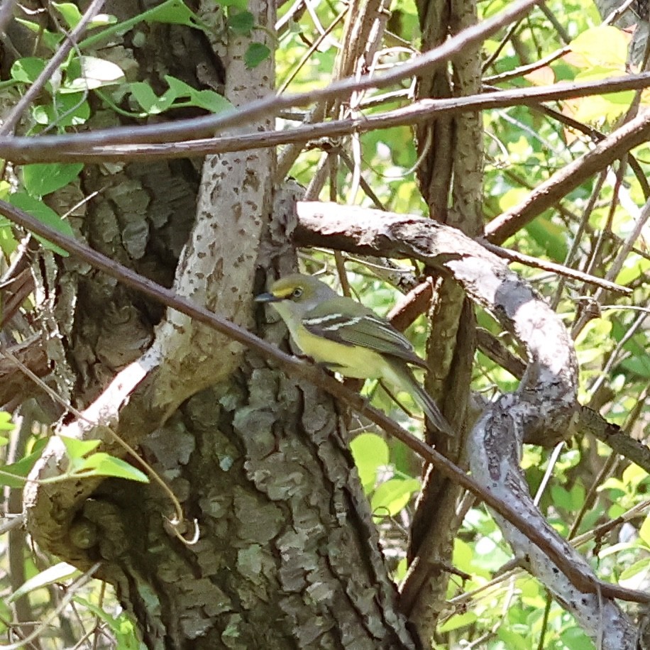 White-eyed Vireo - Parsley Steinweiss