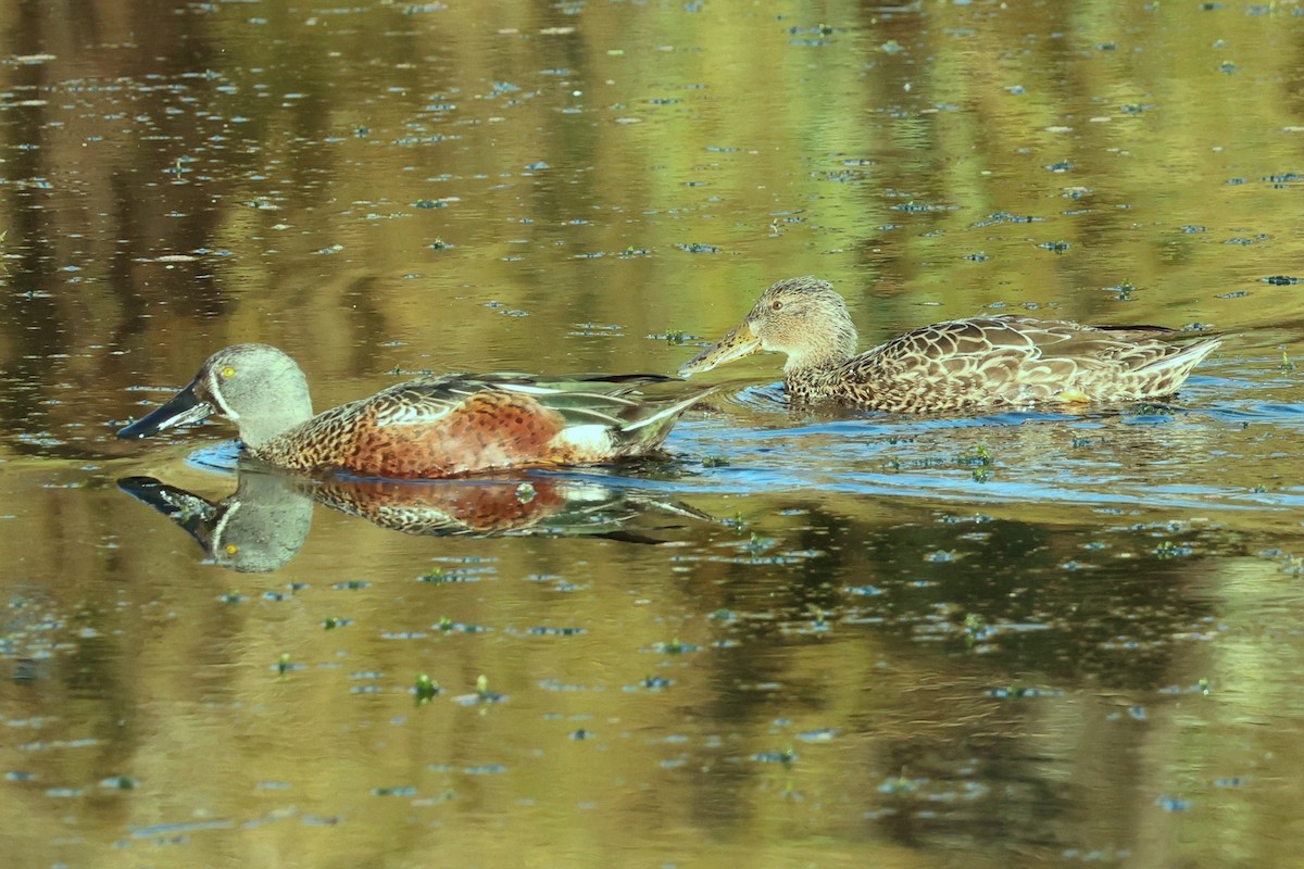 Australasian Shoveler - Jim Norris