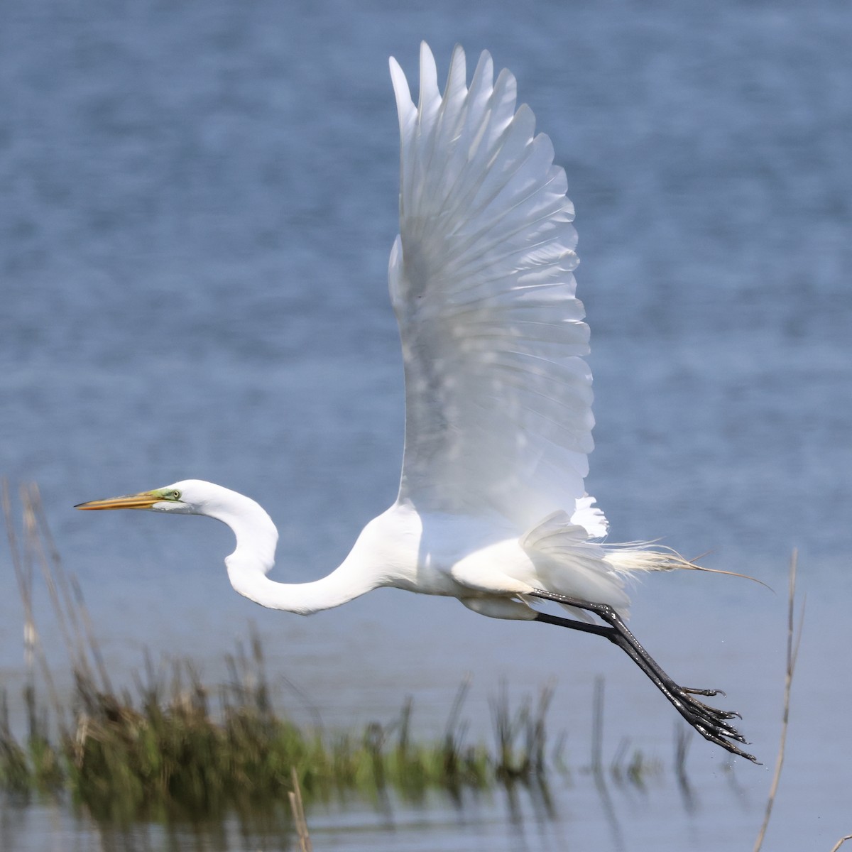 Great Egret - Parsley Steinweiss