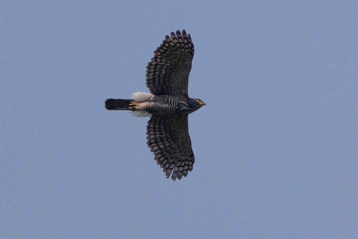 Crested Goshawk - ML618140418