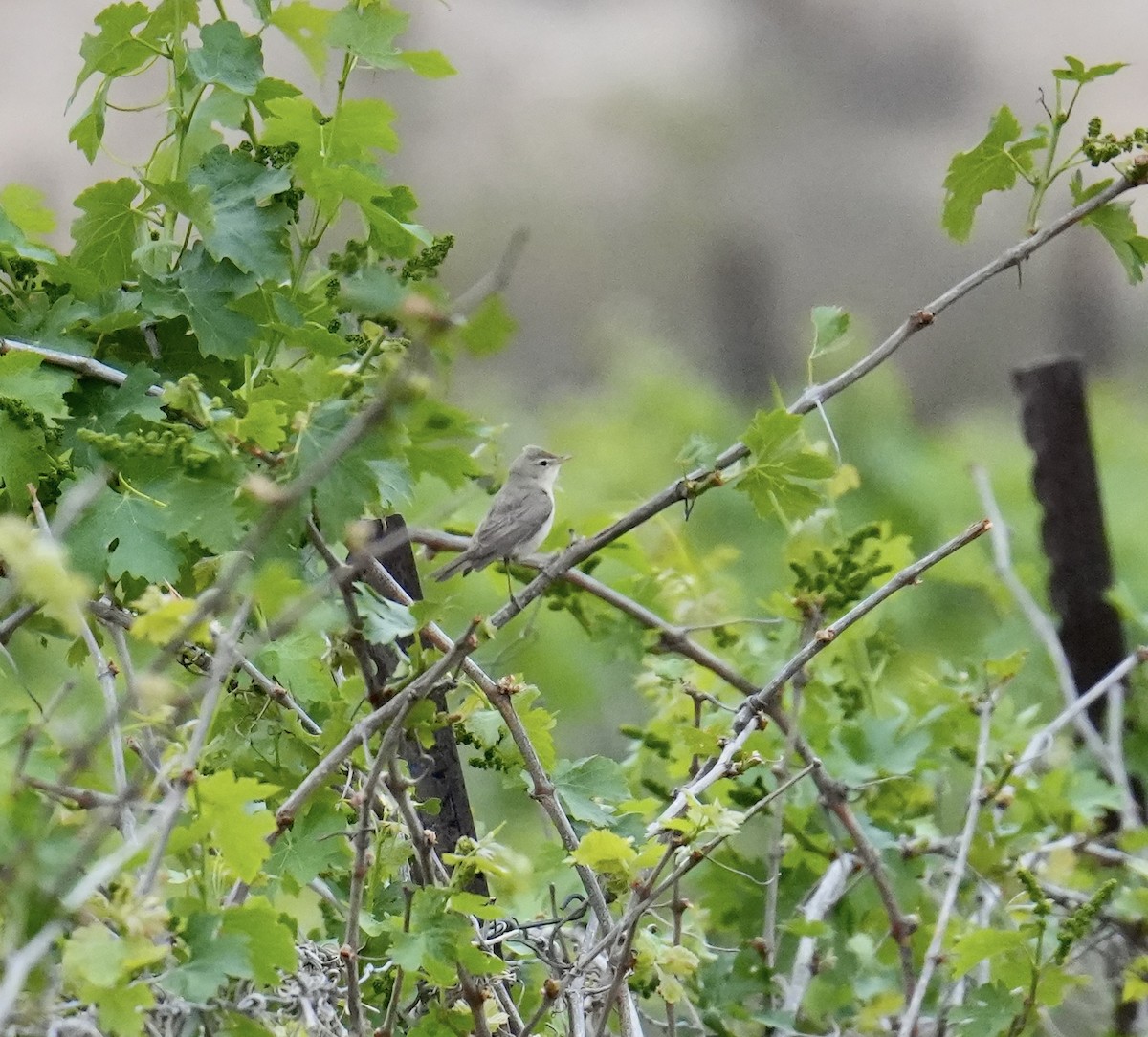 Eastern Olivaceous Warbler - Phyllis Weintraub