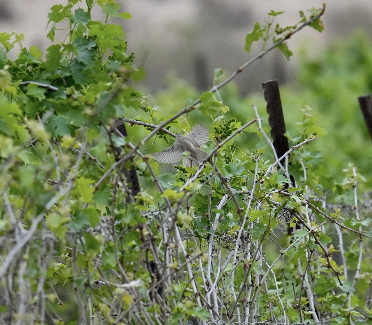 Eastern Olivaceous Warbler - Phyllis Weintraub