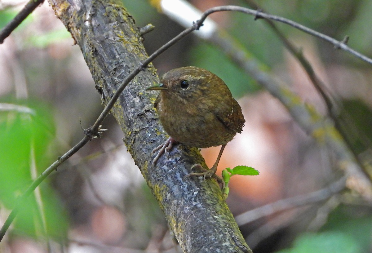 Pacific Wren - Paul Lewis