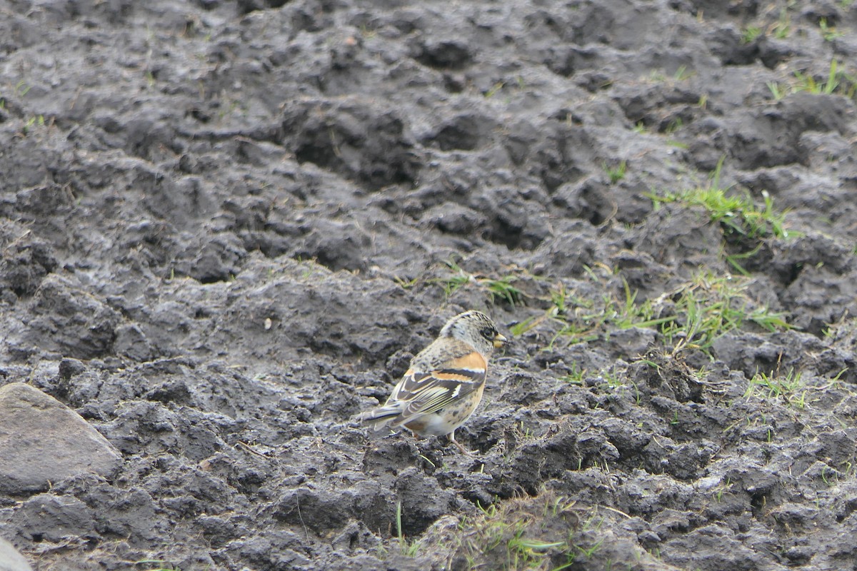 Brambling - Mick Mellor