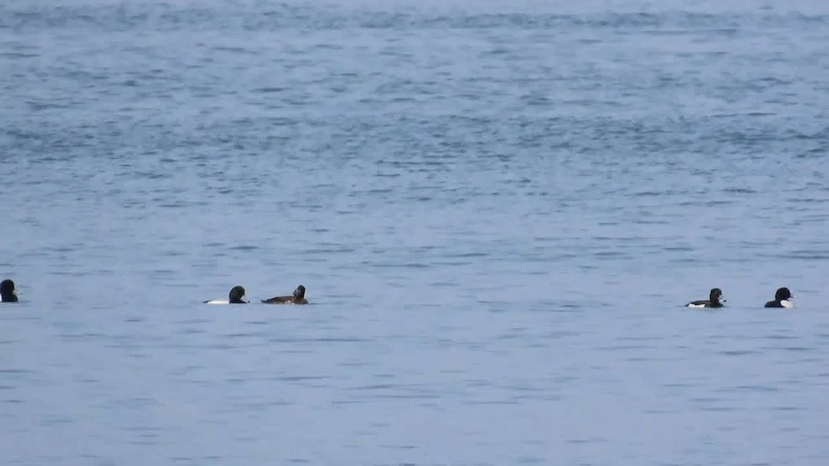 Tufted Duck - YUKIKO ISHIKAWA