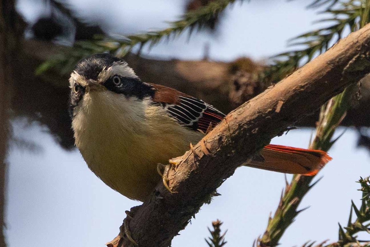 Red-tailed Minla - ML618140437