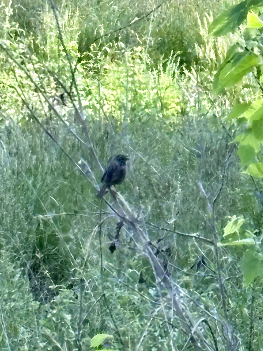 Lincoln's Sparrow - ML618140438