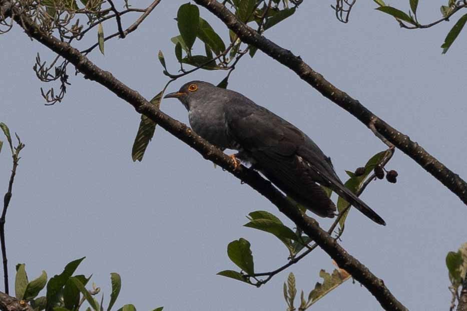 Himalayan Cuckoo - Samanvitha Rao