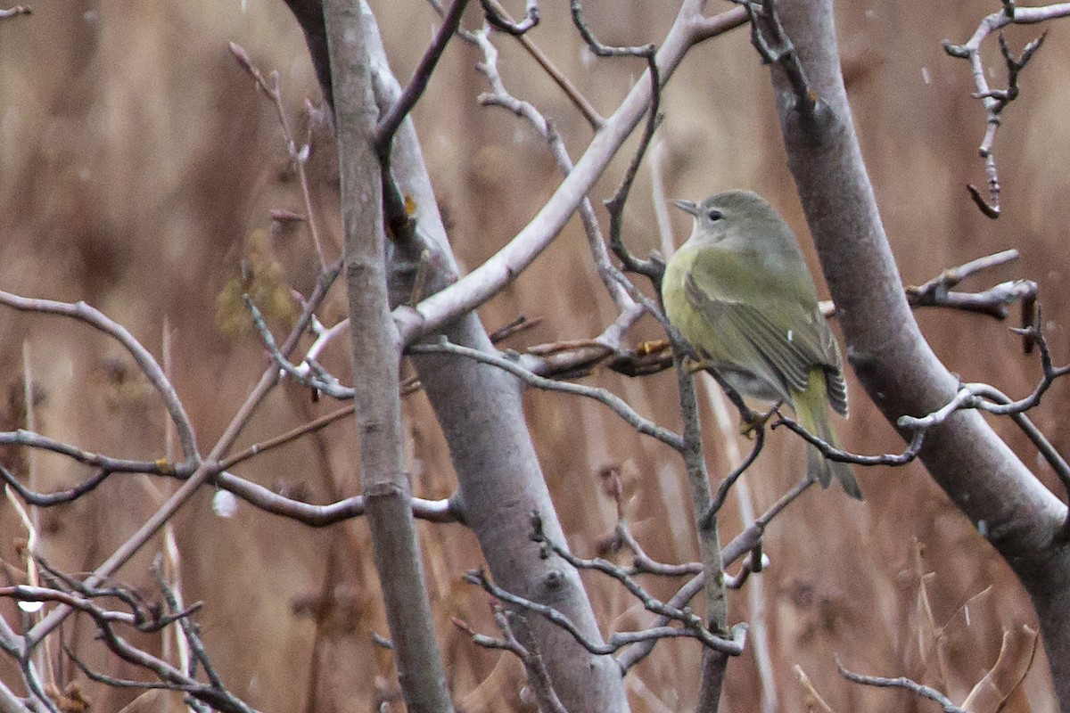 Orange-crowned Warbler - ML618140460