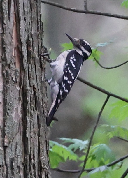 Hairy Woodpecker - E J