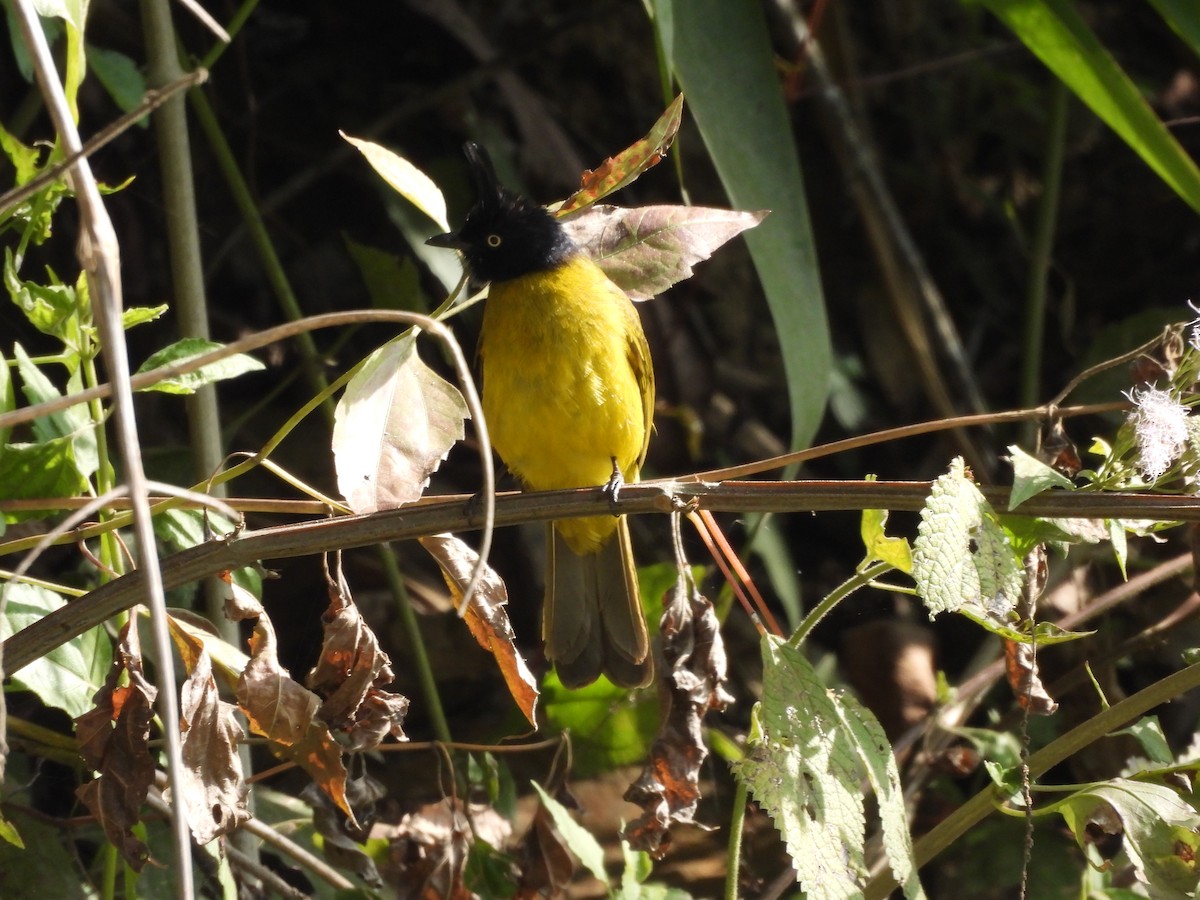 Bulbul à huppe noire - ML618140474