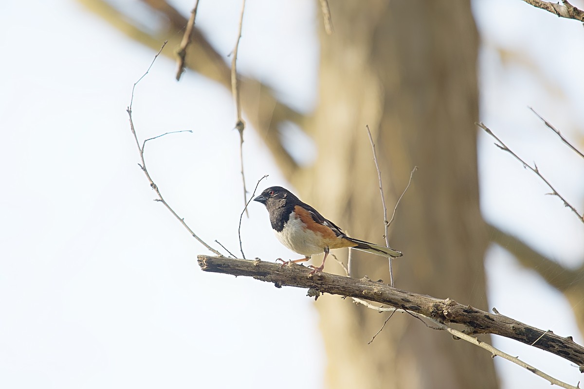 Eastern Towhee - Osvaldo Araya