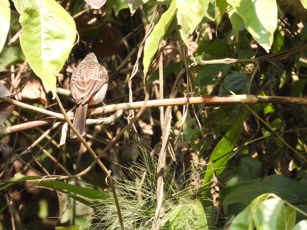 Red-vented Bulbul - ML618140481