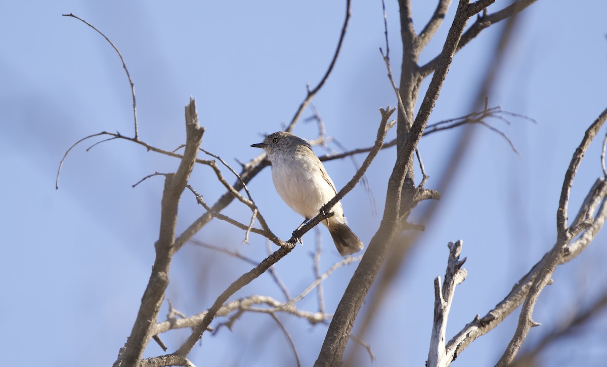 Chestnut-rumped Thornbill - Ruben Brinsmead