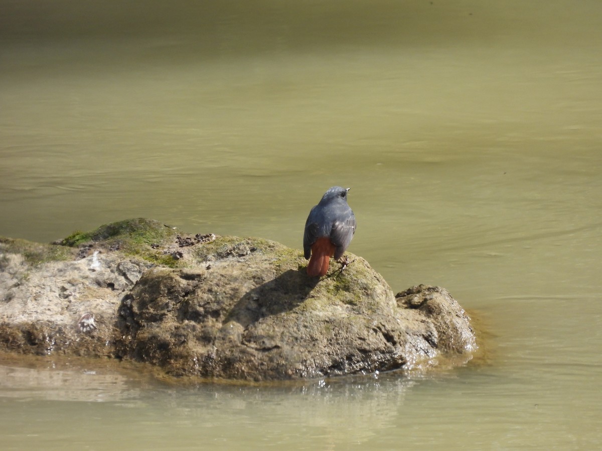 Plumbeous Redstart - Omesh Bajpai