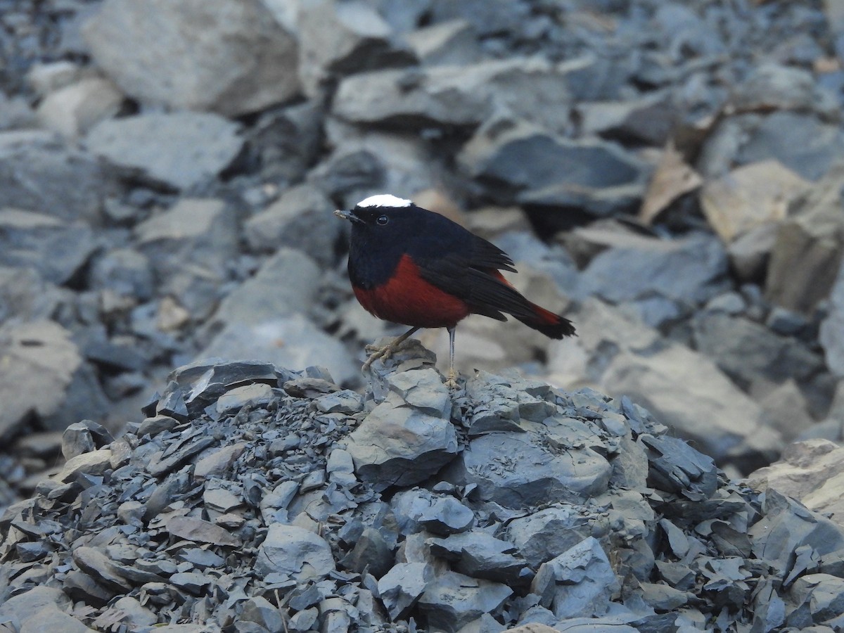 White-capped Redstart - ML618140497