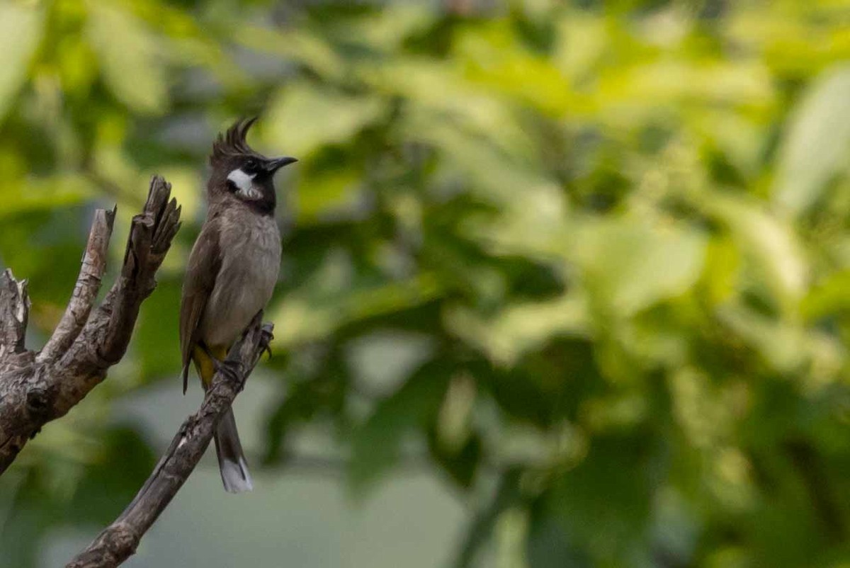 Bulbul à joues blanches - ML618140505