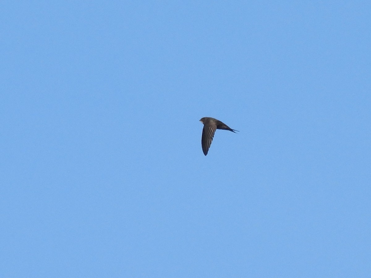 Common Swift - Mark Smiles