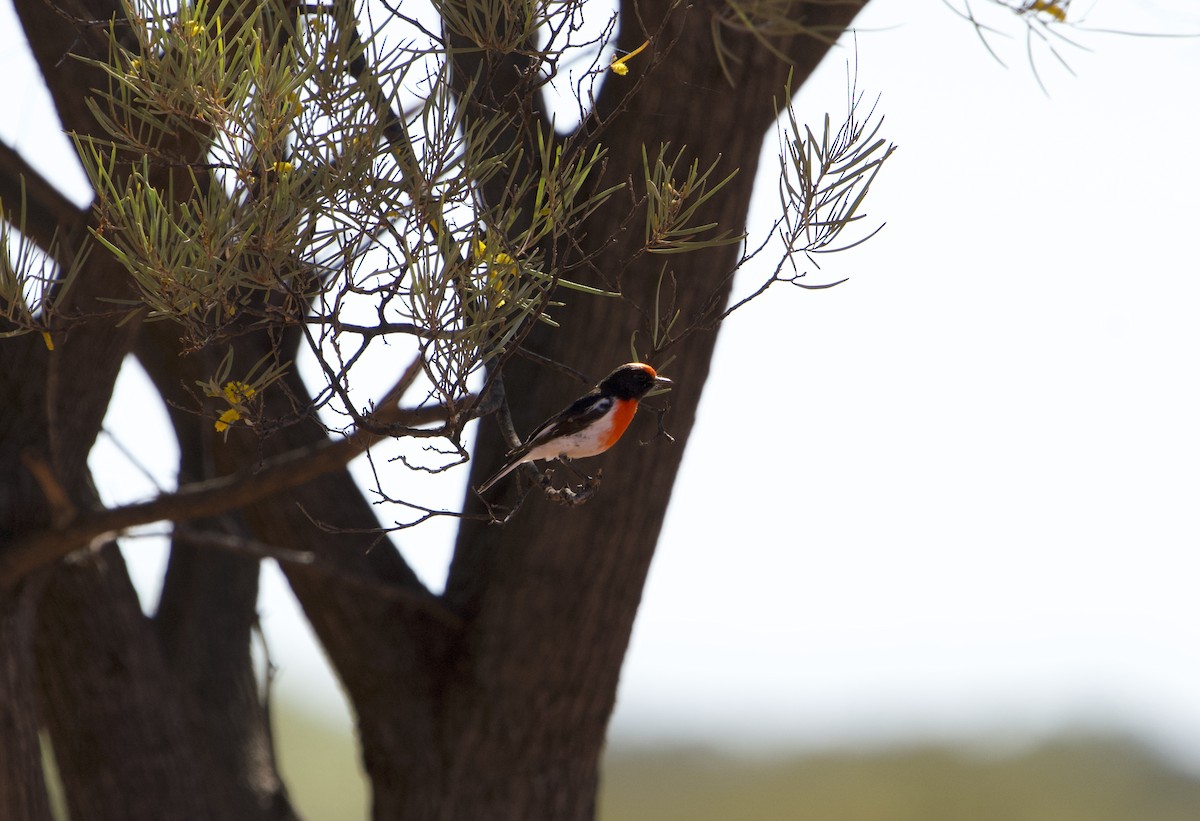 Red-capped Robin - ML618140510