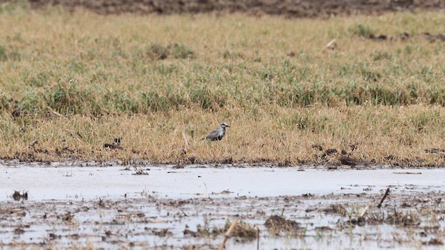 Black-bellied Plover - ML618140514