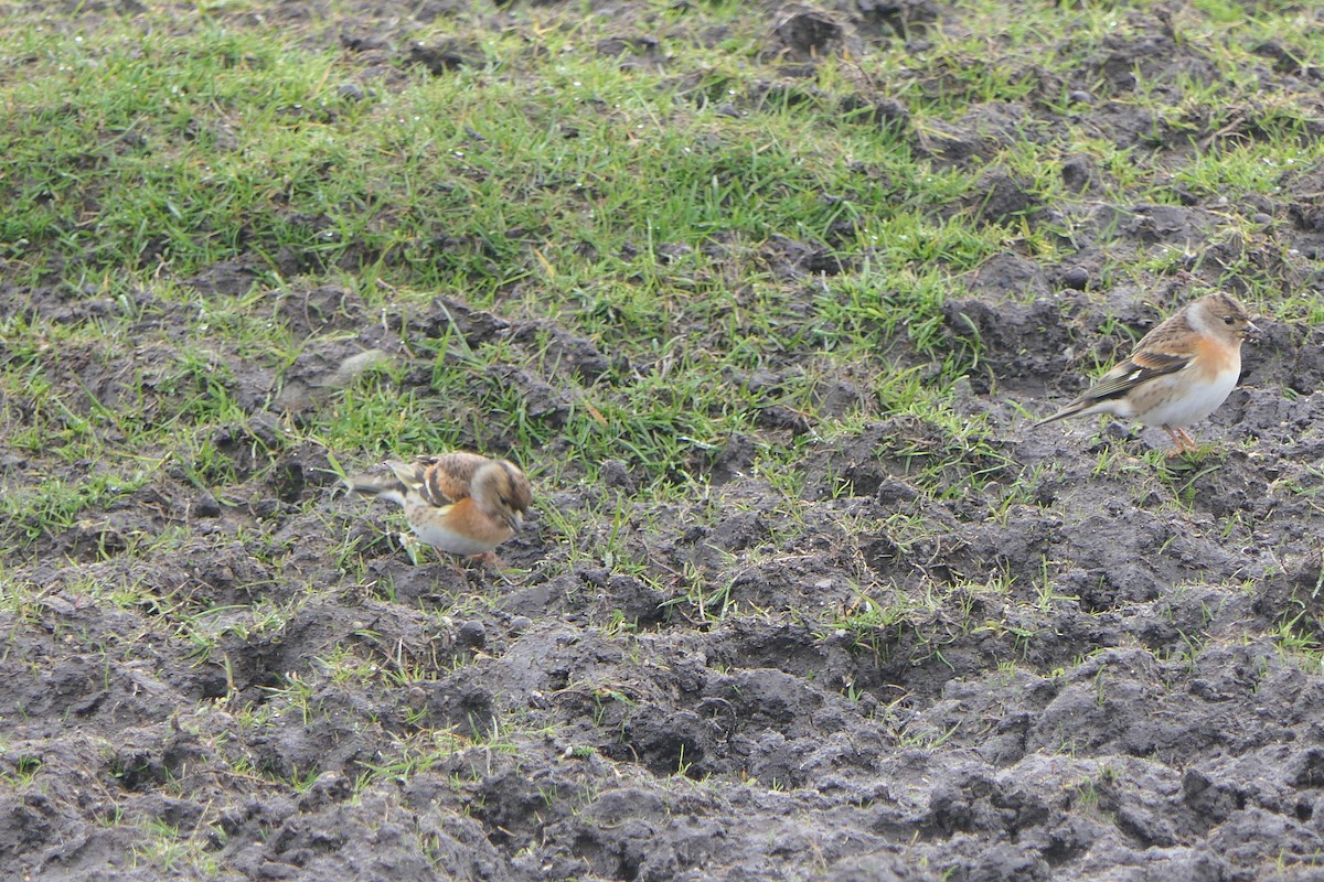 Brambling - Mick Mellor