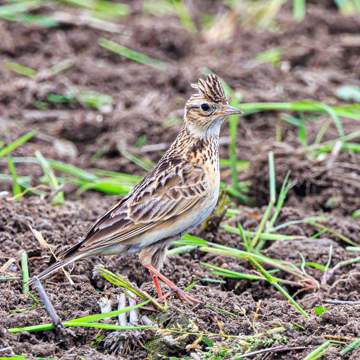 Eurasian Skylark - Masaharu Inada