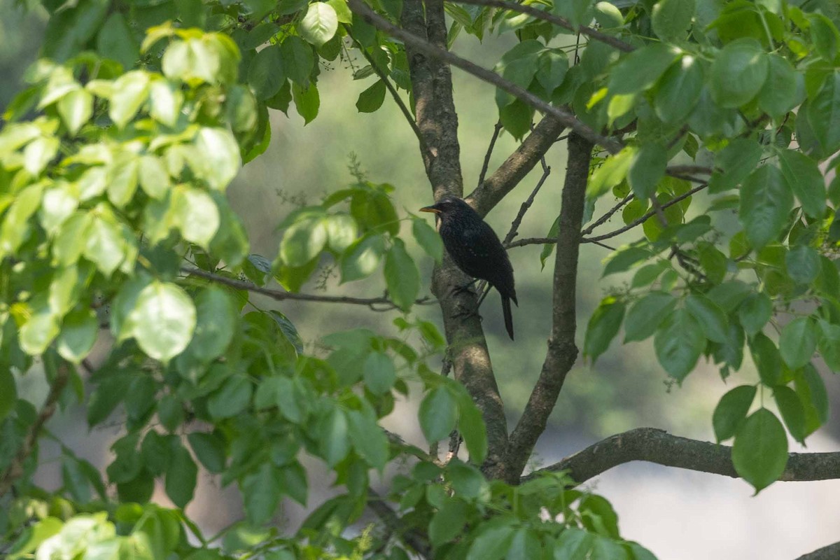 Blue Whistling-Thrush - Samanvitha Rao