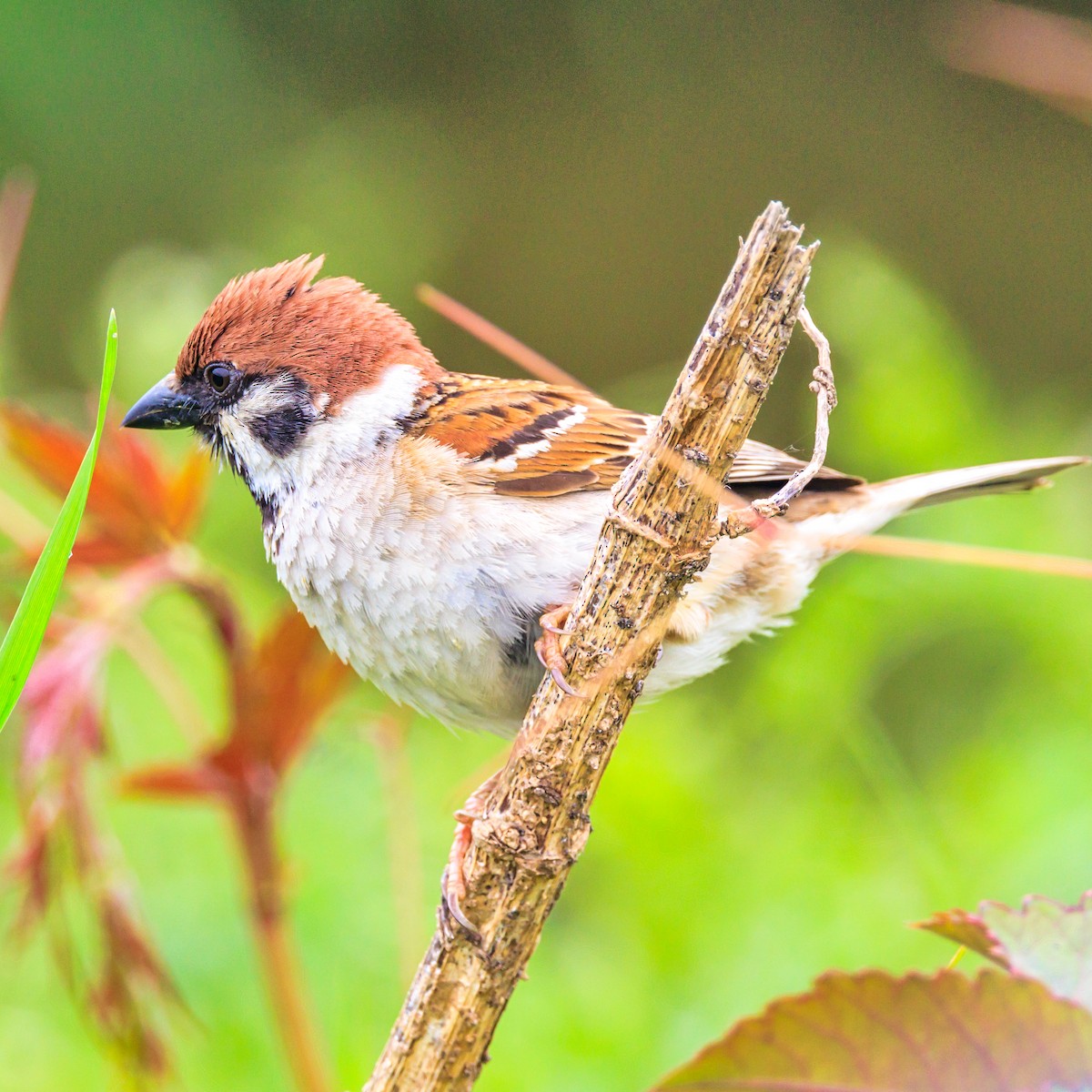 Eurasian Tree Sparrow - Masaharu Inada