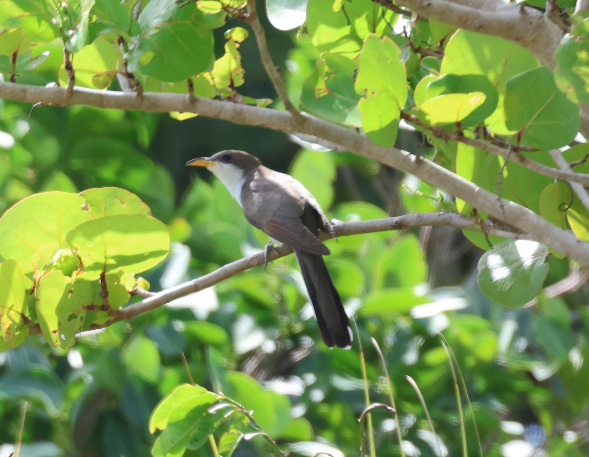 Yellow-billed Cuckoo - Anne Ruben