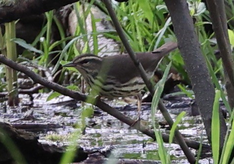 Louisiana/Northern Waterthrush - ML618140549